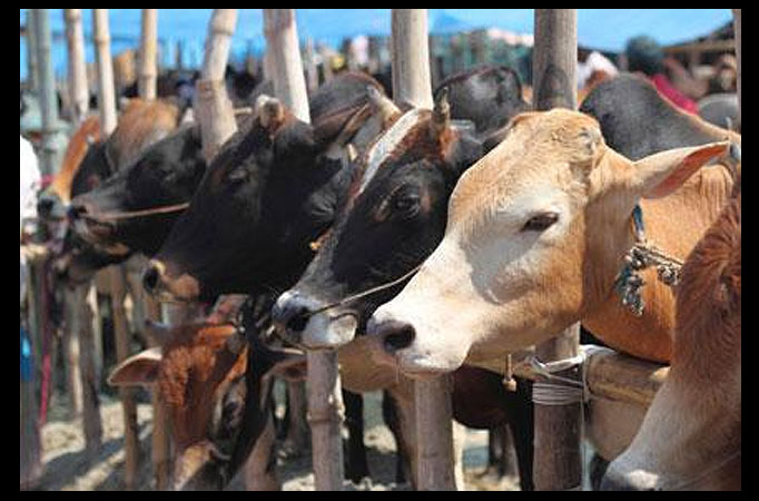B-Town calls for 'freedom of choice' post beef ban B-Town calls for 'freedom of choice' post beef ban