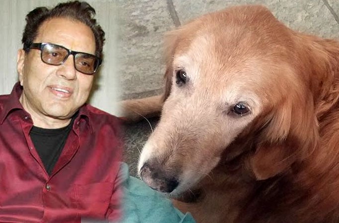 Dharmendra's dog dead 