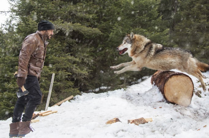 Salman Khan battles wolves in 'Tiger Zinda Hai