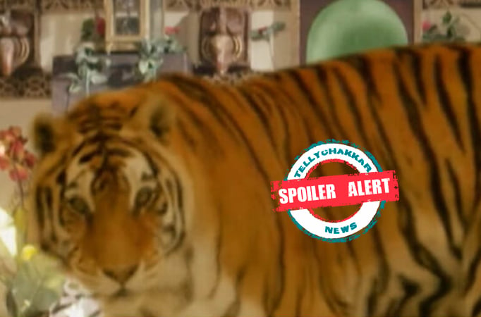 Spoiler Alert! Pandya Store: Tiger enters the Pandya House; family gets ready with fire torch