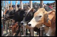 B-Town calls for 'freedom of choice' post beef ban 