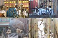 Bigg Boss 10: Synopsis Day 79