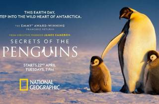 Secrets of the Penguins